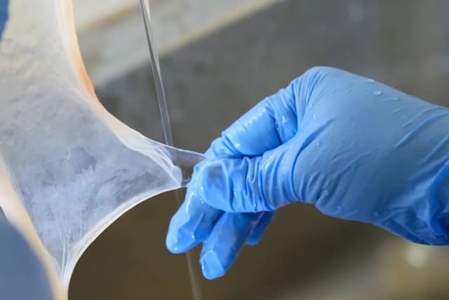 A gloved hand lifting a thin, translucent wound graft membrane
