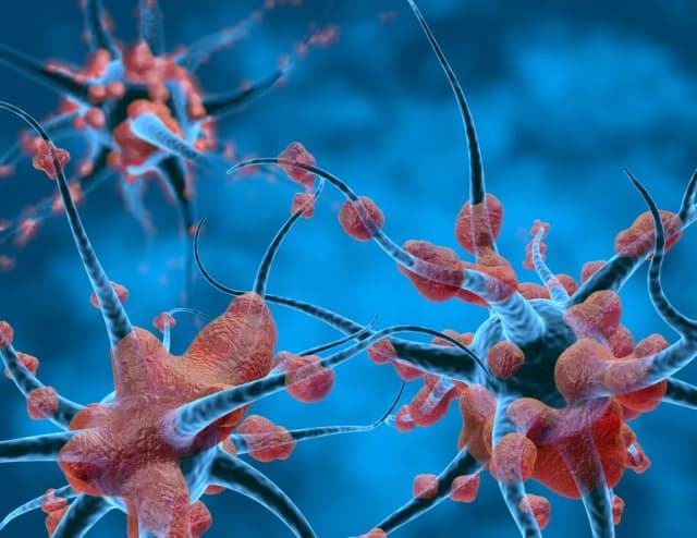 Illustration of nerve cells and their branching fibres